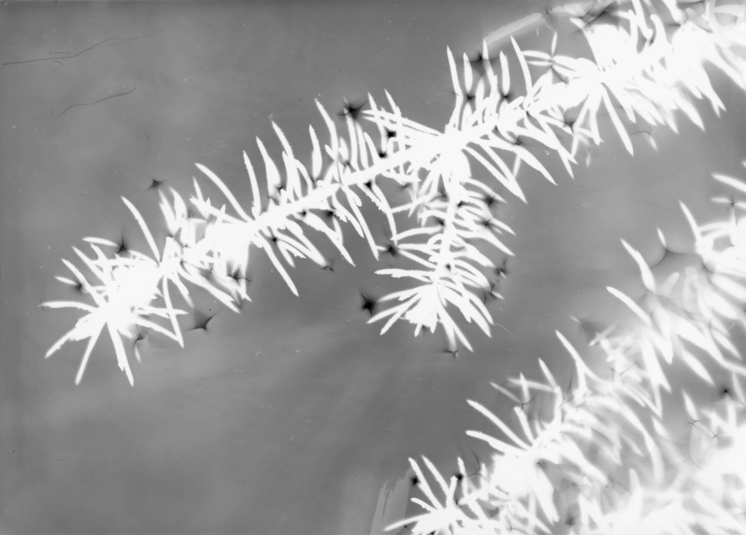 Black and white silver gelatin photogram of abstract white silhouette of evergreen tree branches on a grey background.